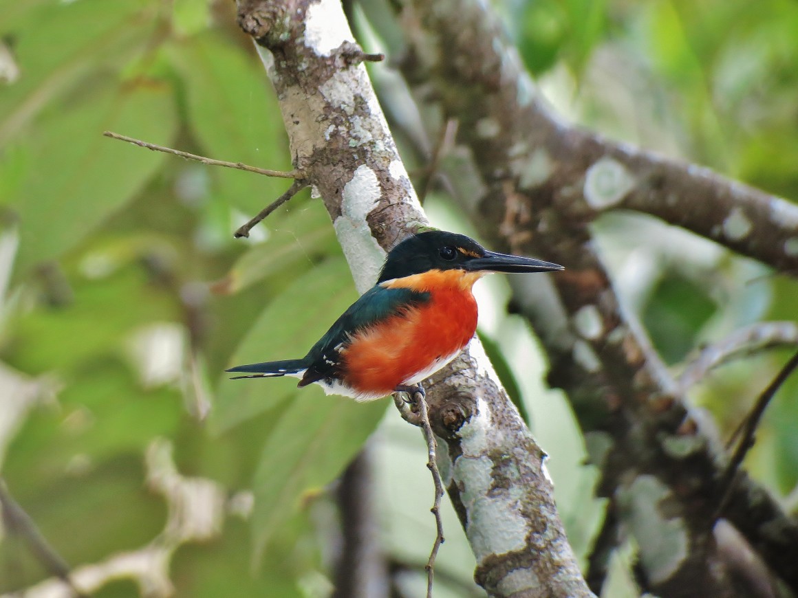 AMERICAN PYGMY KINGFISHER