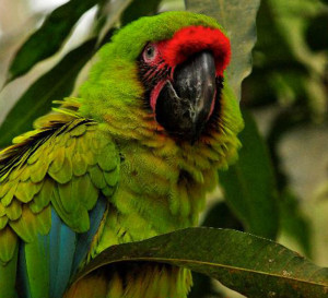 GREAT GREEN MACAW