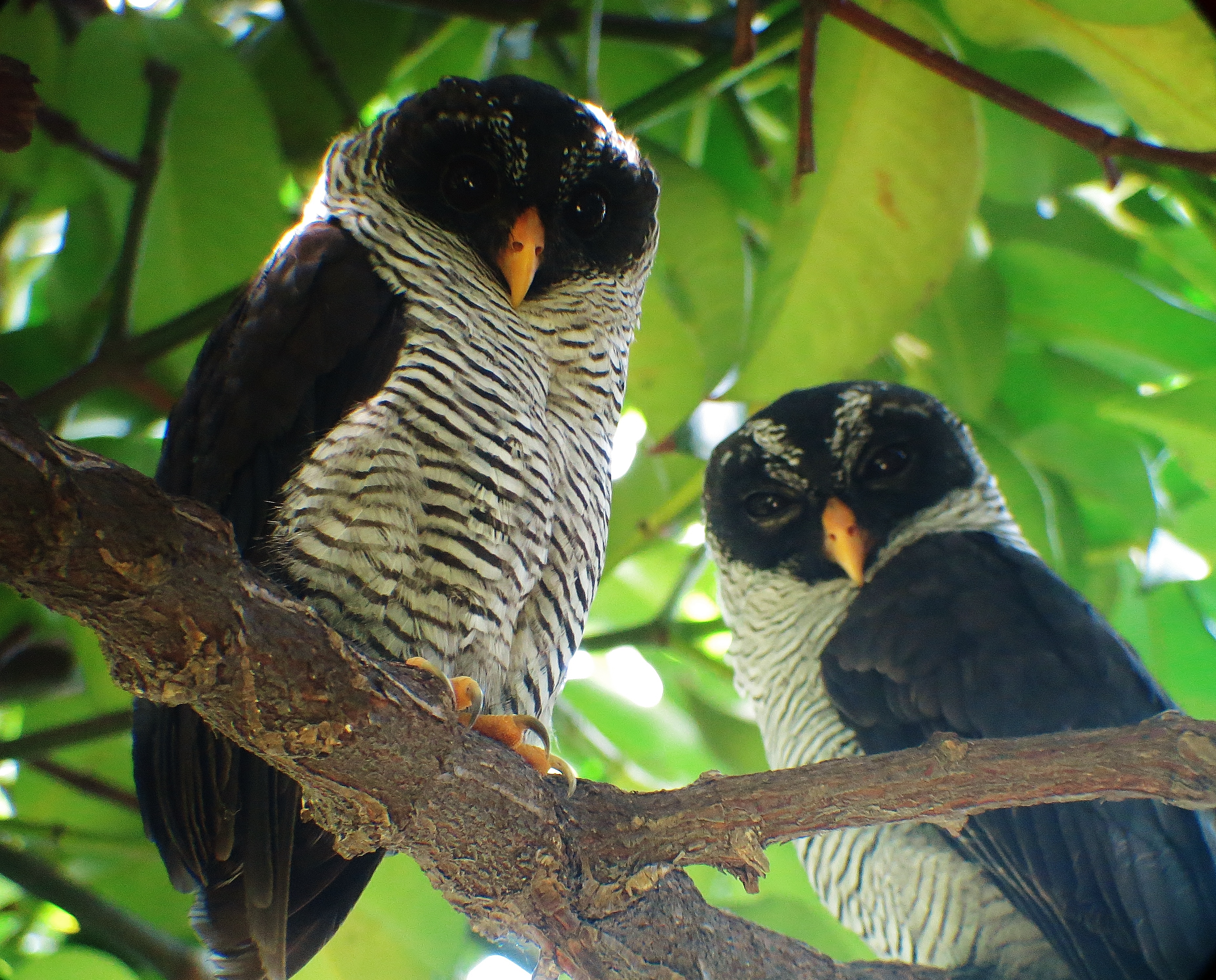 Image result for Honduras owl