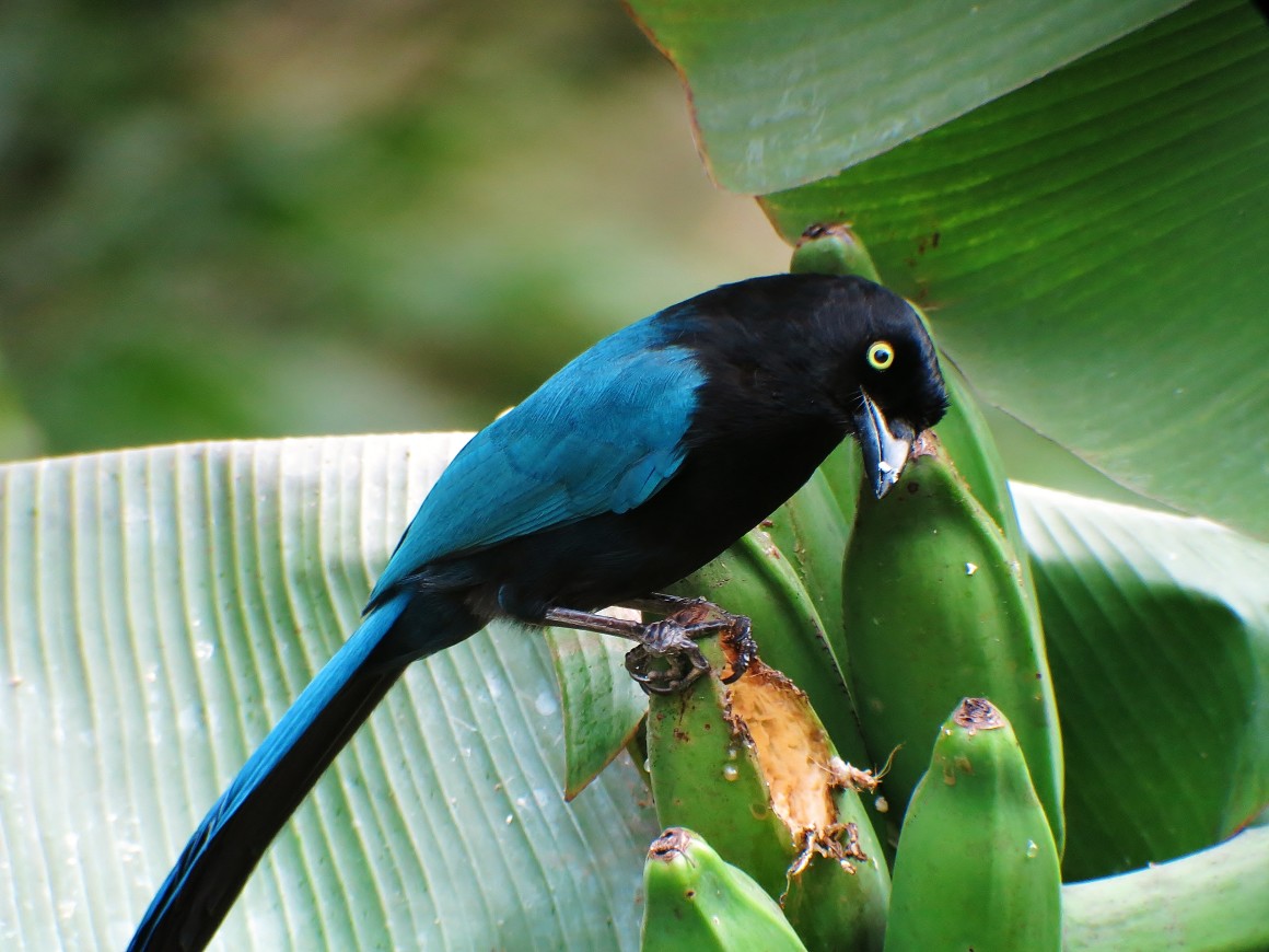 BUSHY CRESTED JAY