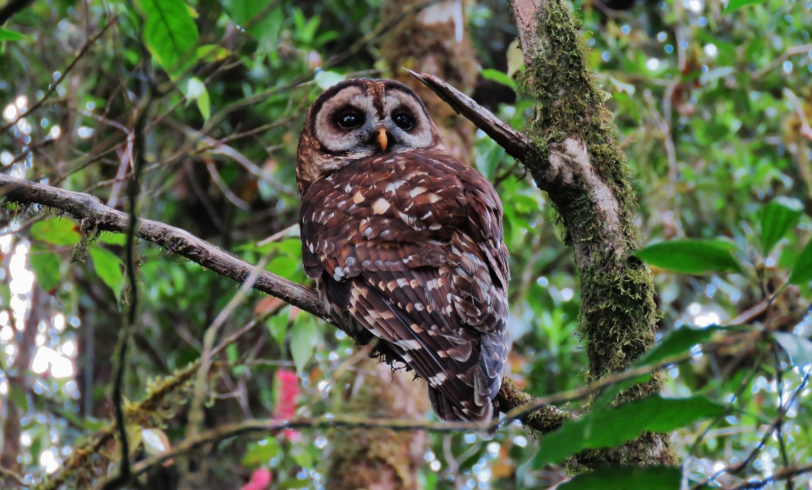 FULVOUS OWL (1)