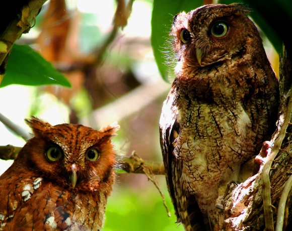 Guatemalan Screech Owl