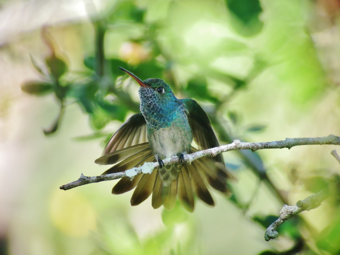 HONDURAN EMERALD (12)