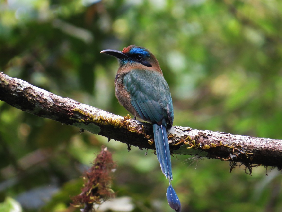 KEEL BILLED MOTMOT (6)