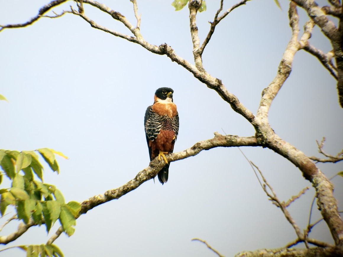 ORANGE BREASTED FALCON (7)