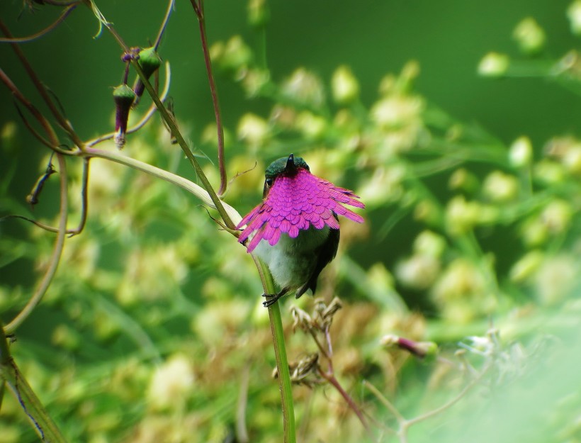 Wine throated Hummingbird
