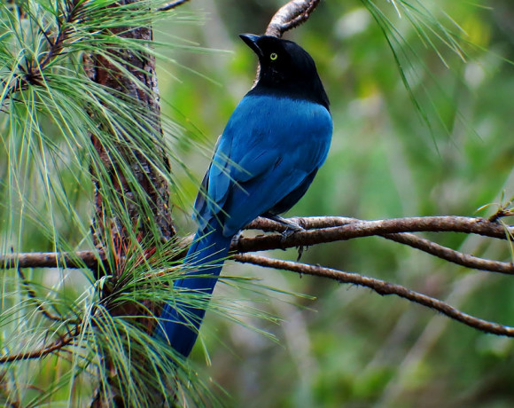 Panacam - Honduran Birds
