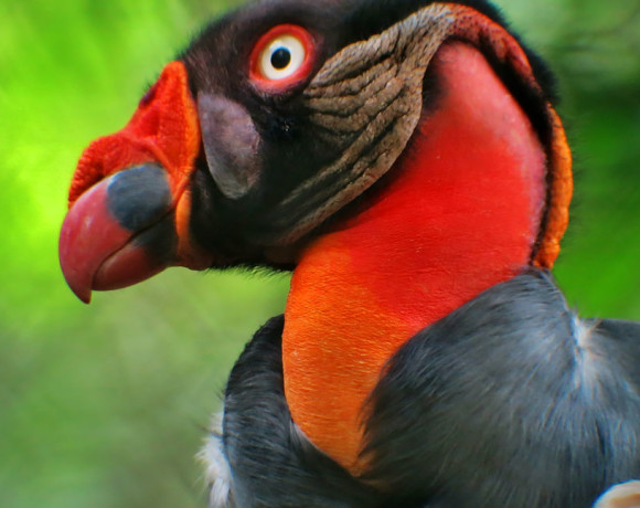 Pacific Highlands - Honduran Birds